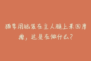 猫常用脑袋在主人腿上来回摩擦,这是在做什么?-动物百科