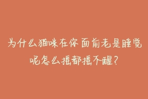 为什么猫咪在你面前老是睡觉呢怎么摇都摇不醒?-动物百科