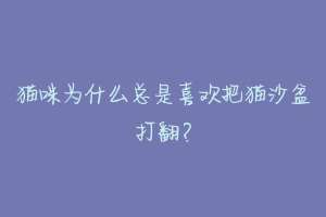 猫咪为什么总是喜欢把猫沙盆打翻?-动物百科