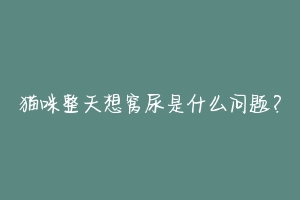 猫咪整天想窝尿是什么问题?-动物百科