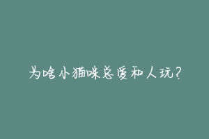 为啥小猫咪总爱和人玩?-动物百科