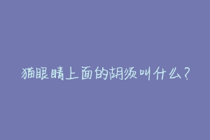 猫眼睛上面的胡须叫什么?-动物百科