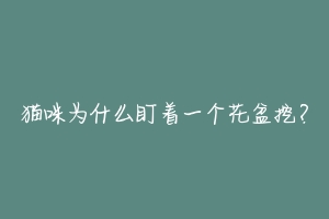 猫咪为什么盯着一个花盆挖?-动物百科