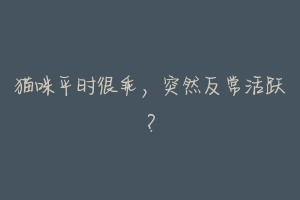 猫咪平时很乖，突然反常活跃？-动物百科