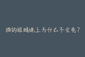猫的眼睛晚上为什么不会亮？-动物百科