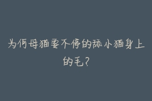 为何母猫要不停的舔小猫身上的毛?-动物百科