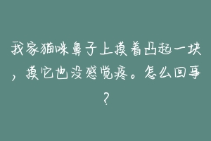 我家猫咪鼻子上摸着凸起一块,摸它也没感觉疼。怎么回事?-动物百科
