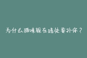 为什么猫咪躲在暗处要扑你?-动物百科