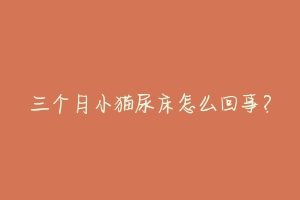 三个月小猫尿床怎么回事？-动物百科