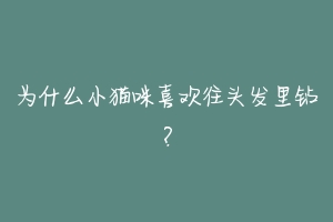 为什么小猫咪喜欢往头发里钻？-动物百科