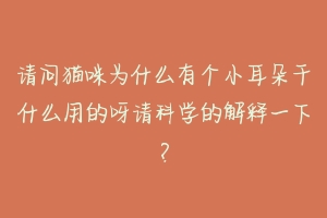 请问猫咪为什么有个小耳朵干什么用的呀请科学的解释一下？-动物百科