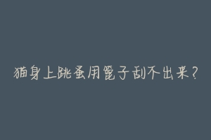 猫身上跳蚤用篦子刮不出来？-动物百科