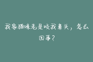 我家猫咪老是咬我鼻头，怎么回事？-动物百科