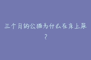 三个月的公猫为什么在床上尿?-动物百科