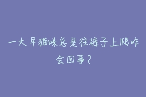 一大早猫咪总是往裤子上爬咋会回事?-动物百科