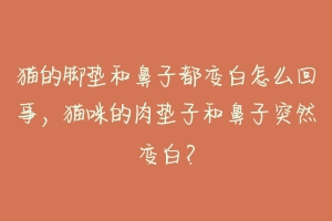 猫的脚垫和鼻子都变白怎么回事,猫咪的肉垫子和鼻子突然变白?-动物百科