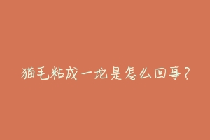 猫毛粘成一坨是怎么回事?-动物百科