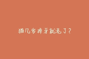 猫几岁掉牙就老了?-动物百科