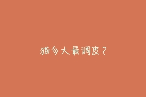 猫多大最调皮?-动物百科