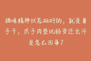 猫咪精神状态挺好的，就是鼻子干，爪子肉垫比较烫还出汗是怎么回事？-动物百科