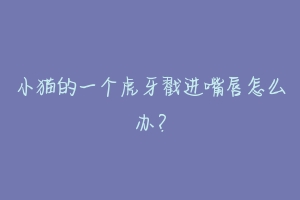 小猫的一个虎牙戳进嘴唇怎么办?-动物百科