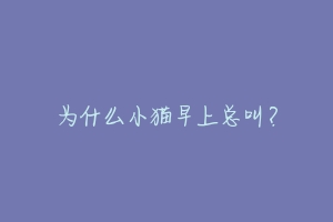 为什么小猫早上总叫?-动物百科