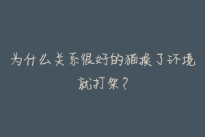 为什么关系很好的猫换了环境就打架?-动物百科