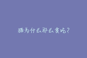 猫为什么那么贪吃?-动物百科