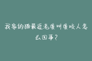 我家的猫最近老爱叫爱咬人怎么回事?-动物百科