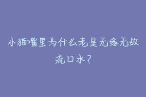 小猫嘴里为什么老是无缘无故流口水?-动物百科