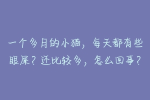 一个多月的小猫,每天都有些眼屎?还比较多,怎么回事?-动物百科
