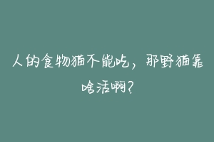 人的食物猫不能吃,那野猫靠啥活啊?-动物百科