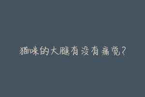 猫咪的大腿有没有痛觉?-动物百科