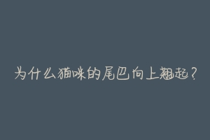 为什么猫咪的尾巴向上翘起?-动物百科