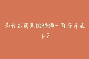 为什么新来的猫猫一直在床底下?-动物百科