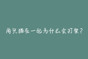 两只猫在一起为什么会打架?-动物百科