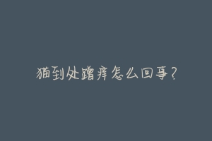 猫到处蹭痒怎么回事?-动物百科