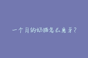 一个月的奶猫怎么磨牙?-动物百科