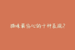 猫咪最伤心的十种表现?-动物百科