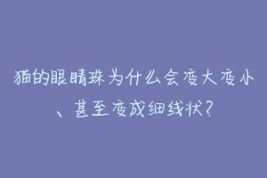猫的眼睛珠为什么会变大变小、甚至变成细线状?-动物百科