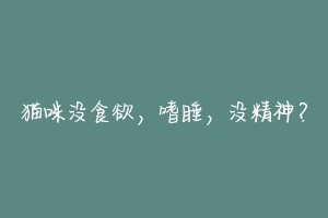 猫咪没食欲,嗜睡,没精神?-动物百科