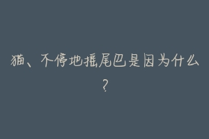 猫、不停地摇尾巴是因为什么?-动物百科