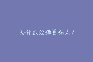 为什么公猫更粘人?-动物百科