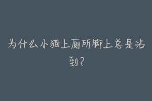 为什么小猫上厕所脚上总是沾到?-动物百科