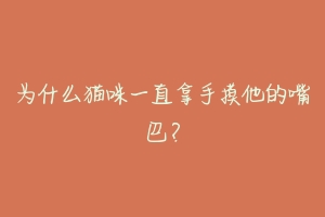 为什么猫咪一直拿手摸他的嘴巴?-动物百科