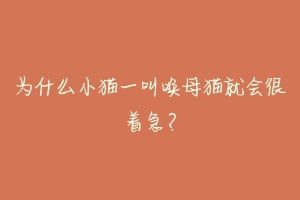 为什么小猫一叫唤母猫就会很着急?-动物百科