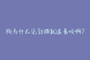 狗为什么见到猫就追着咬啊?-动物百科