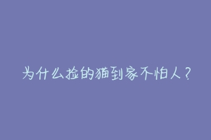 为什么捡的猫到家不怕人?-动物百科