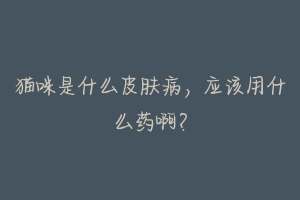 猫咪是什么皮肤病,应该用什么药啊?-动物百科