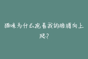 猫咪为什么抱着我的胳膊向上爬?-动物百科